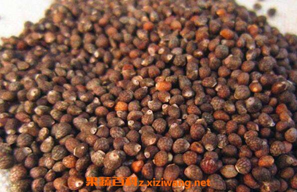 �����ѵ�ʳ�÷��� �������ѵĽ���