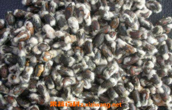 �޻����Ĺ�Ч������ �޻����󼦵��Ĺ�Ч