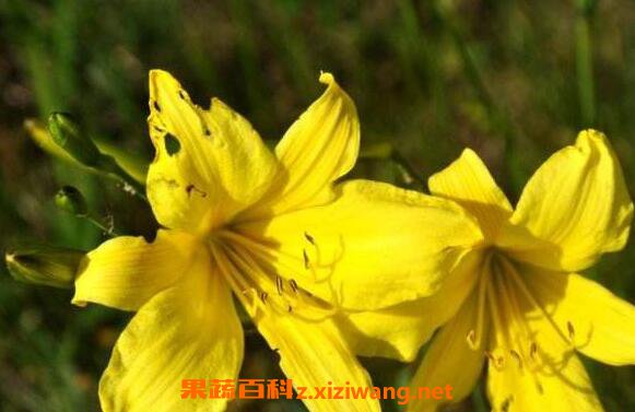 ɽ�ƻ��Ĺ�Ч������