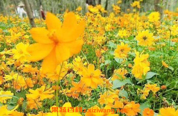 ɽ�ƻ��Ĺ�Ч������