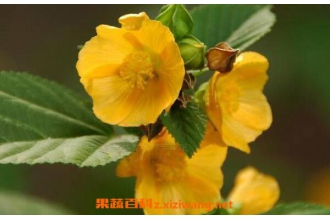 ���컨�������빦Ч ���컨����Щҩ�ü�ֵ