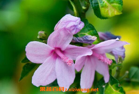 Ф���컨�Ĺ�Ч������