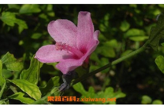 ���һ����Ĺ�Ч������ ���һ�����ҩ�ü�ֵ