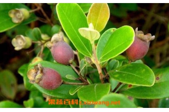 �ҽ�����Ĺ�Ч������ �ҽ������ҩ�ü�ֵ