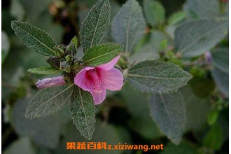 ���컨���Ĺ�Ч������ ���컨���ĸ�����