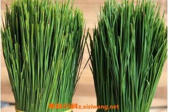 ����Ҷ�����ҩ�ü�ֵ ����Ҷ�ĸ�����