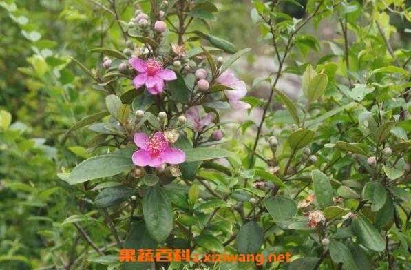 ���һ����Ĺ�Ч�����ü�ҩ�ü�ֵ