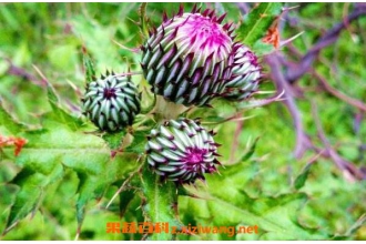 ţ�ڴ̵������빦Ч ţ�ڴ̵�ҩ�ü�ֵ