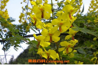 ţ���̵Ĺ�Ч������ ţ���̵�ҩ�ü�ֵ