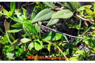 ���Ǵ̵Ĺ�Ч������ ���Ǵ̵�ҩ�ü�ֵ