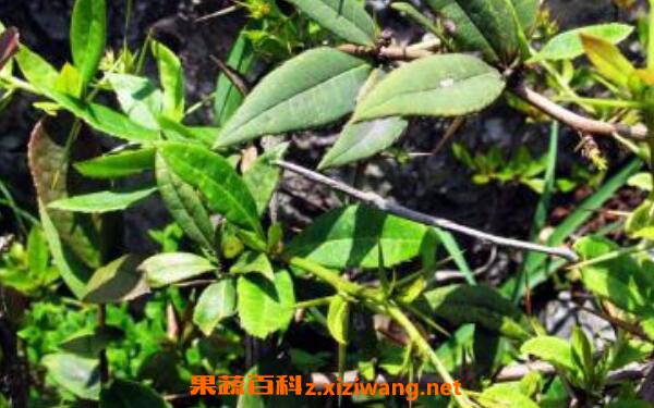 ���Ǵ̵Ĺ�Ч������