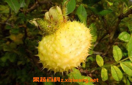 �����ݾ�