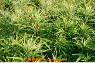 ޼��Ĺ�Ч����� ޼��Ҷ��Ϊʲô���ܳ�