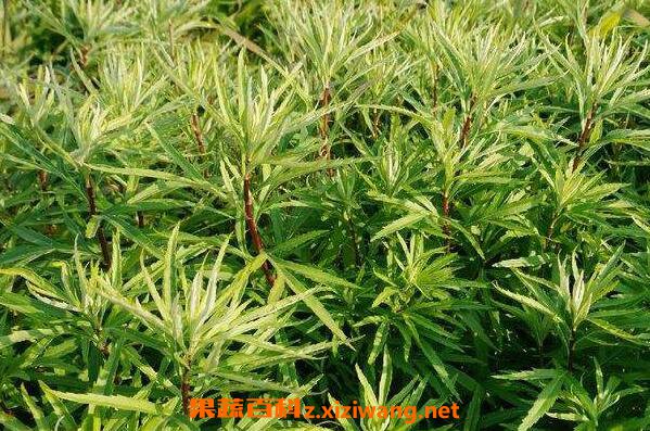 ޼��Ĺ�Ч����� ޼��Ҷ��Ϊʲô���ܳ�