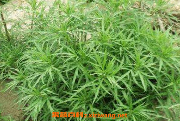 ޼��Ĺ�Ч����� ޼��Ҷ��Ϊʲô���ܳ�