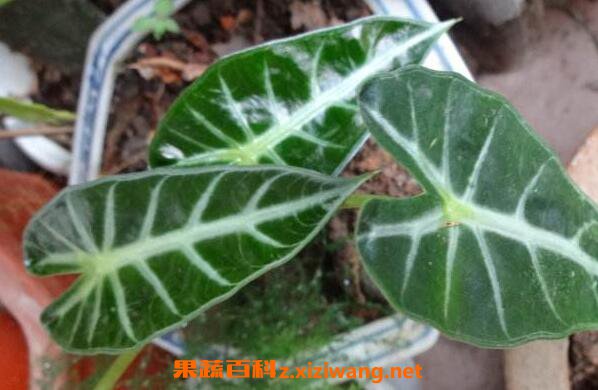 ��Ҷ������ô�� ��Ҷ������ι���