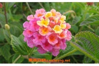 ��ӧ����ҩ�ü�ֵ ��ӧ���ĸ�����