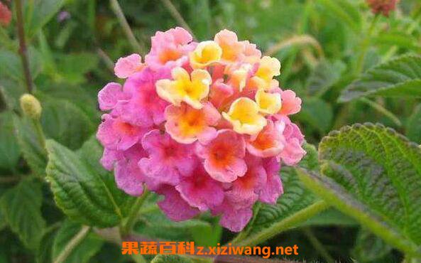 ��ӧ����ҩ�ü�ֵ ��ӧ���ĸ�����