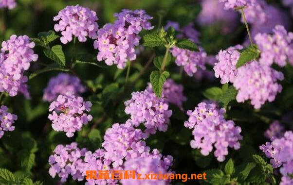 ��ӧ����ҩ�ü�ֵ ��ӧ���ĸ�����