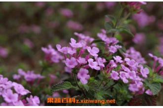��ӧ��������ˮô ��ӧ����ˮ�ĸ�����