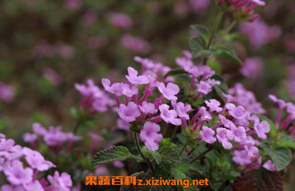 ��ӧ��������ˮô ��ӧ����ˮ������