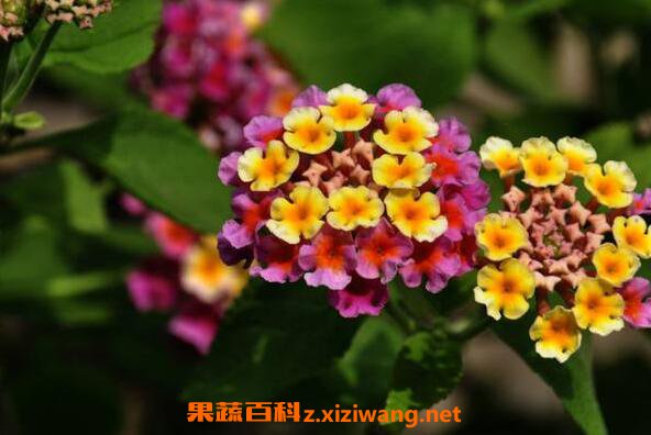 ��ӧ��������ˮô ��ӧ����ˮ������
