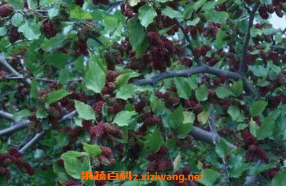 ��ɣ��Ƥ�Ĺ�Ч�����ü�ҩ��...</p><a href=