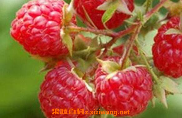 �����ӵĹ�Ч������ �����ӵĸ�����