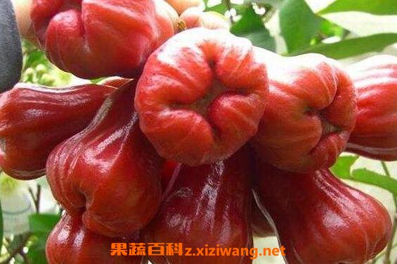 ����Ƥ�Ĺ�Ч������ ����Ƥ��ҩ�ü�ֵ