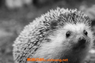 �����Ĺ�Ч������ �Դ������ʲô����