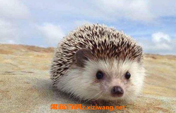 �����Ĺ�Ч������ �Դ������ʲô�ɻ��