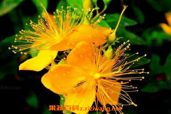 ��˿÷�ͽ�˿�ҵ�����