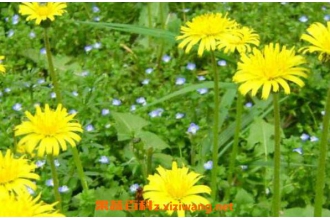 �ѹ�Ӣͨ�̽�ʹ�÷��� �ѹ�Ӣ��γ�ͨ�̽�