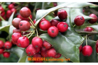 è���̹�ʵ��ҩ�ü�ֵ è���̹�ʵ��ôʳ��