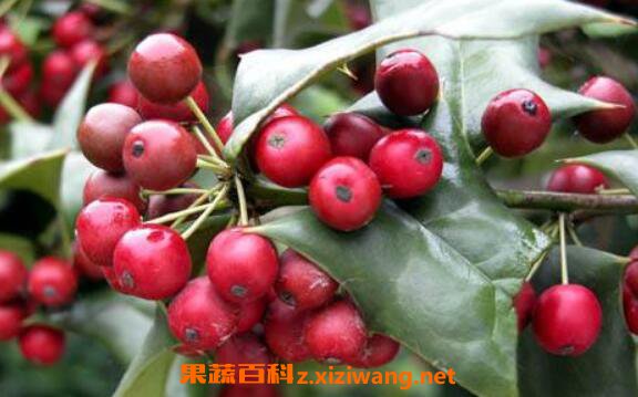 è���̹�ʵ��ҩ�ü�ֵ è���̹�ʵ��ôʳ��