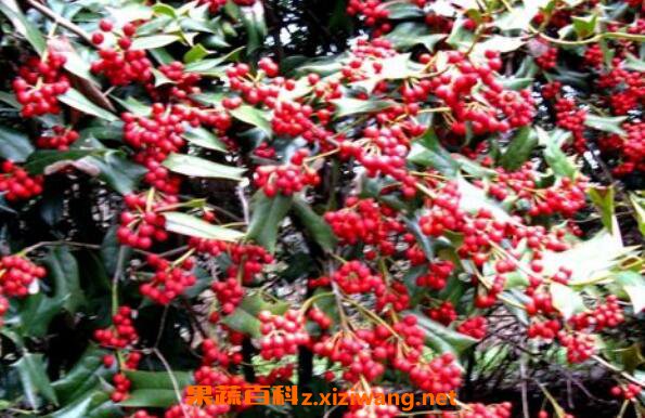 è���̹�ʵ��ҩ�ü�ֵ è���̹�ʵ��ôʳ��