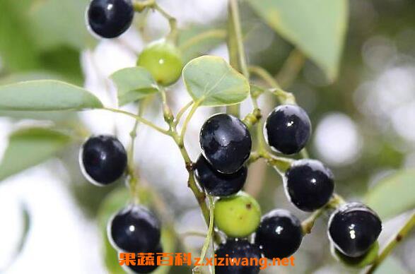 ľ���Ӻ������ӵ����� �����ӵĹ�Ч������