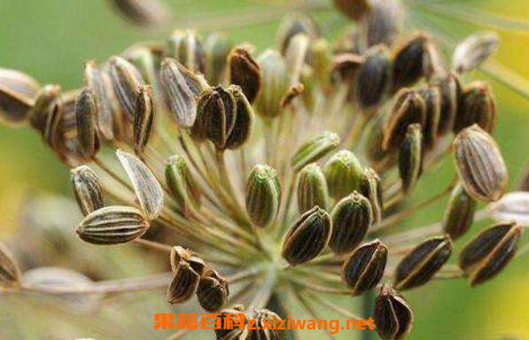 С�������Ȼ������ С�������Ȼ���÷�