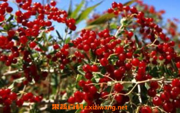 �����ӵĹ�Ч������ �����ӵ�ҩ�ü�ֵ