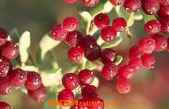 �����ӵĹ�Ч������ �����ӵ�ҩ�ü�ֵ