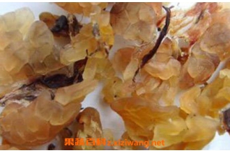 ѩ��Ƥ�Ĺ�Ч������ ѩ��Ƥ��ҩ�ü�ֵ