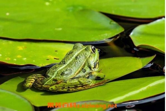 ����Ҷ�Ĺ�Ч������ ������Ҷ�ĺô�