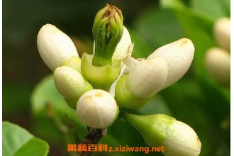 ���ֻ��Ĺ�Ч������ ���ֻ���ô��