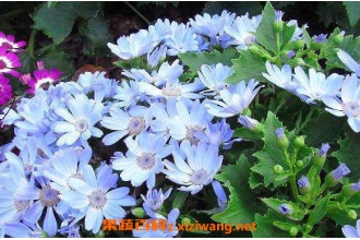 ��Ҷ����ô�� ��ֳ��Ҷ�յ�ע������