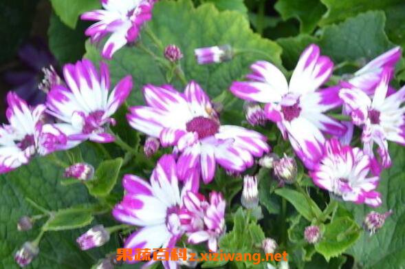��Ҷ����ô�� ��ֳ��Ҷ�յ�ע������