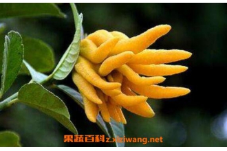���ָ̲�Ĺ�Ч������ �ȷ��ָ̲�ĺô�