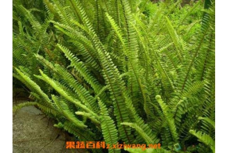 Ұ���ҽ��������빦Ч Ұ���ҽ���ҩ�ü�ֵ