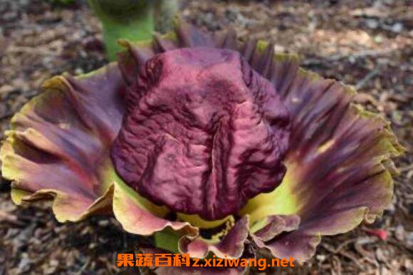 ħ�󻨵������빦Ч��ҩ�ü�ֵ
