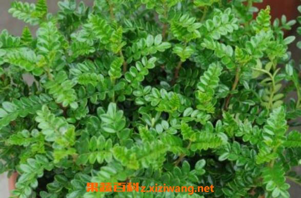 ����ľ�����ֳ ��ֳ����ľ��ע������