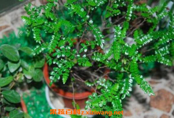 ����ľ�����ֳ ��ֳ����ľ��ע������